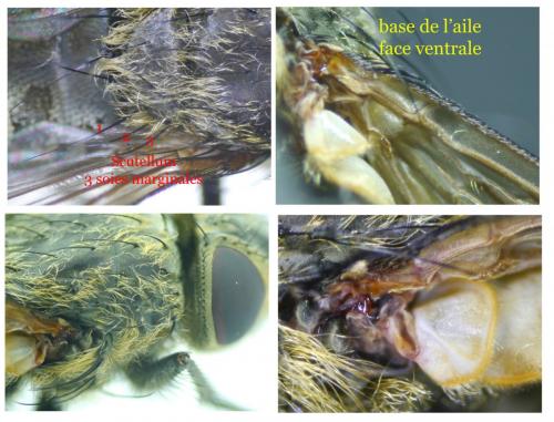 Réf. 238 505 : Pollenia angustigena